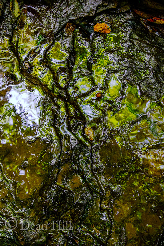 Abstract of an Old Tree image