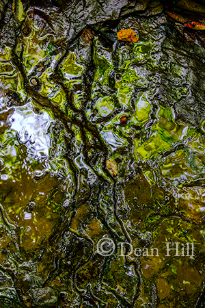 Abstract of an Old Tree image