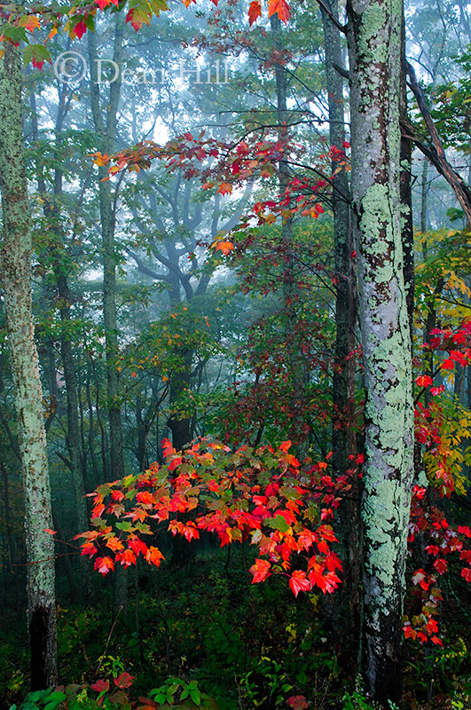 Beyond the Forest's Edge image