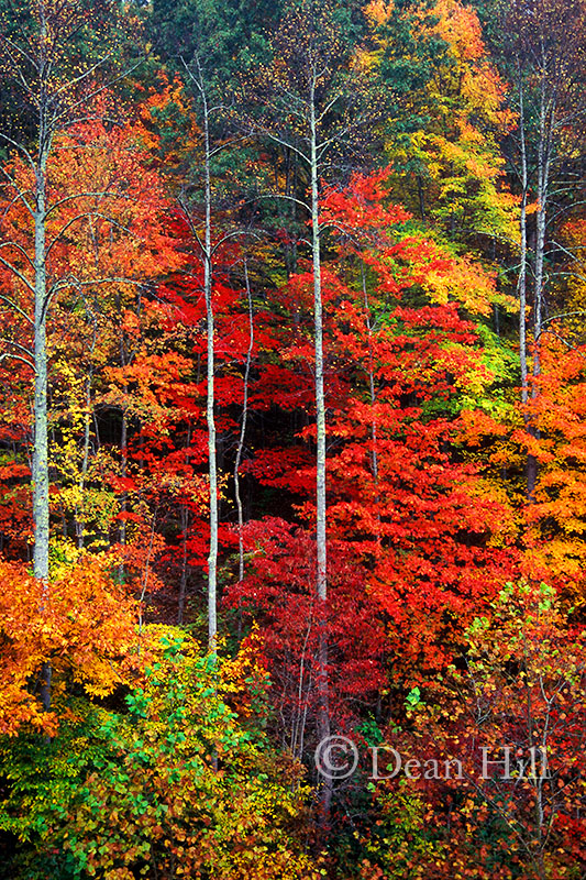 Colors Along the Road image