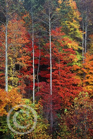 Colors Along the Road image