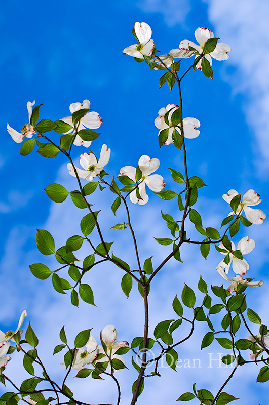 Dogwoods Blue Sky image