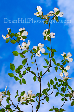 Dogwoods Blue Sky image