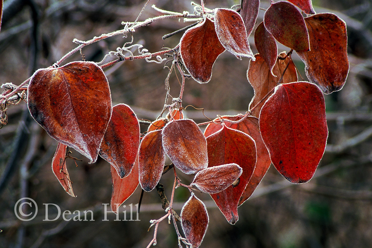 Frost on the Vine image