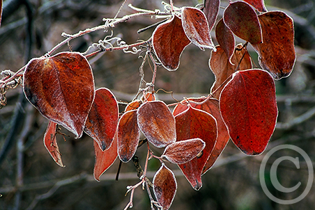 Frost on the Vine image