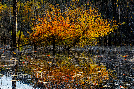 Golden Willows image