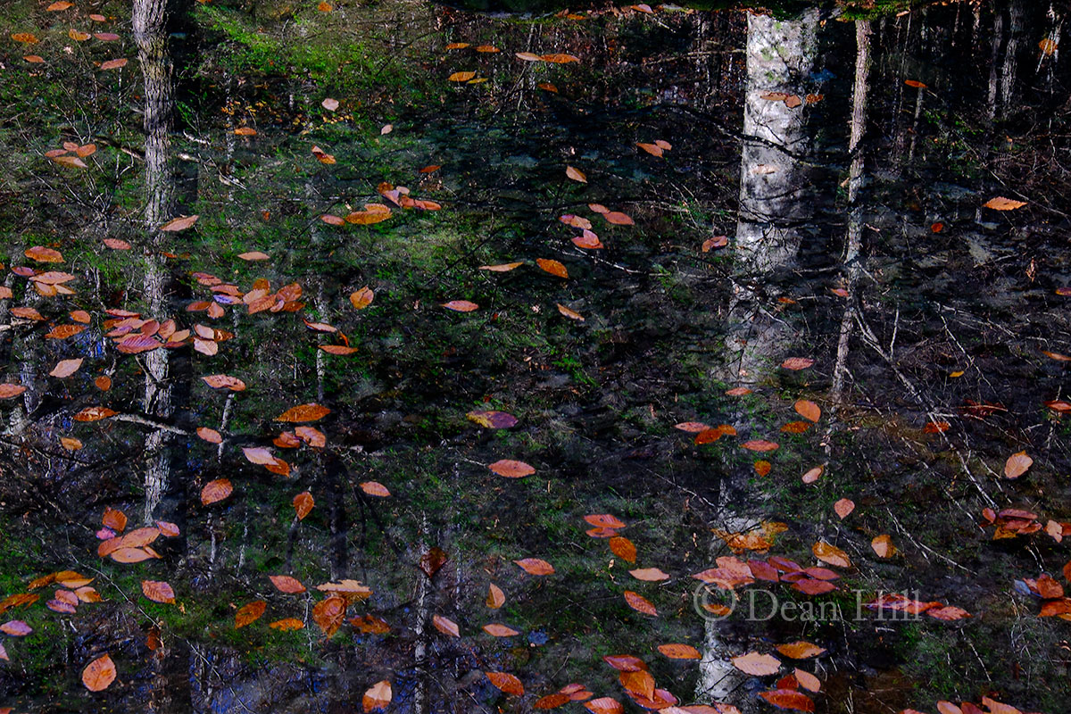 Looking into an Autumn Stream image