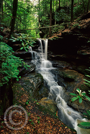 Lower Falls in Summer image