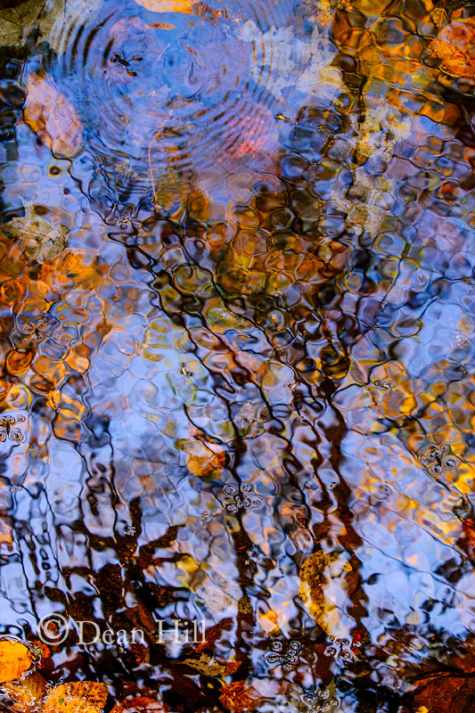 Mosaic for the Creatures image