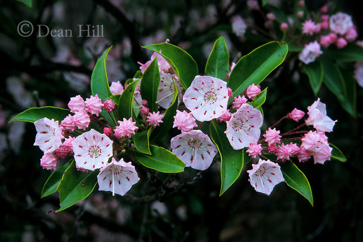 Mountain Laurel image