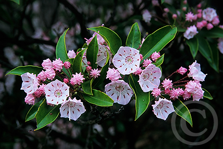 Mountain Laurel image