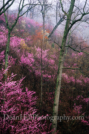 Mountain of Color image