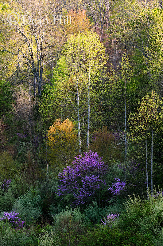 Mountain Spring image