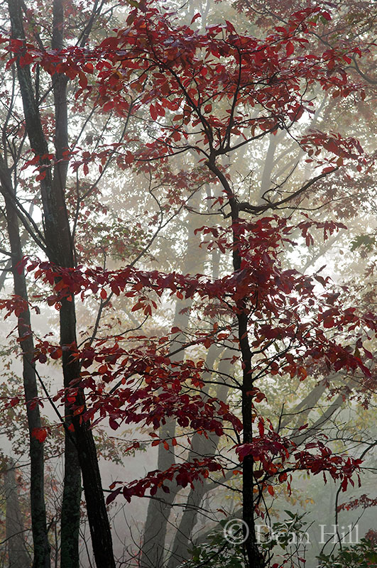 Edge of the Morning image