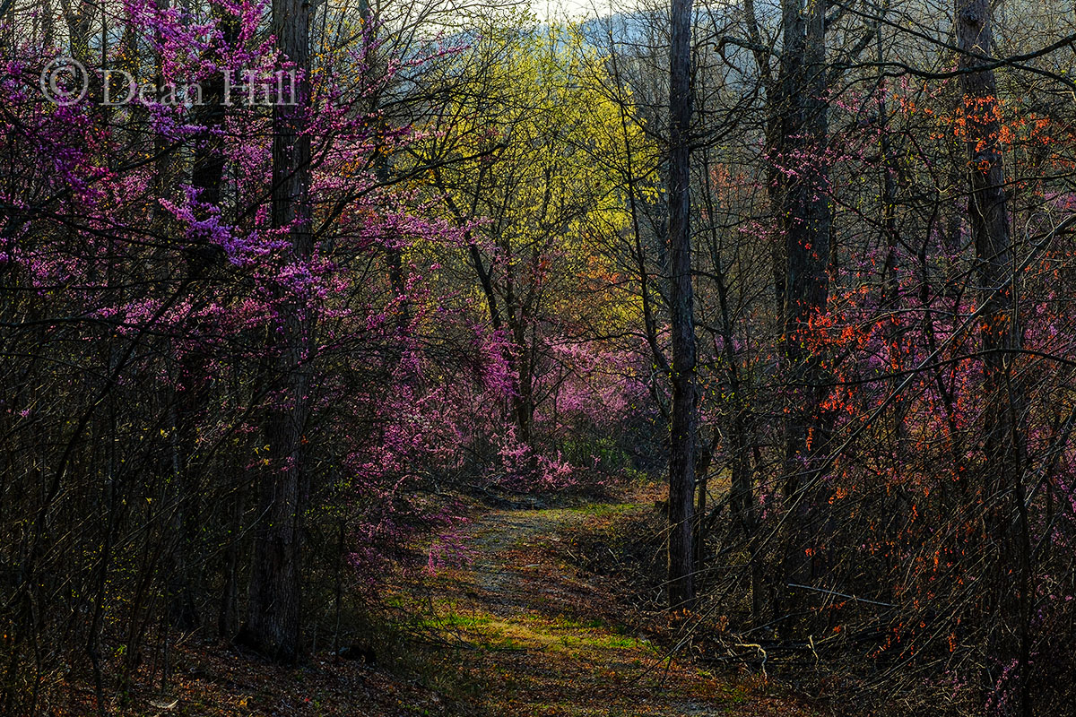 Pathway to Spring image