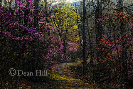 Pathway to Spring image