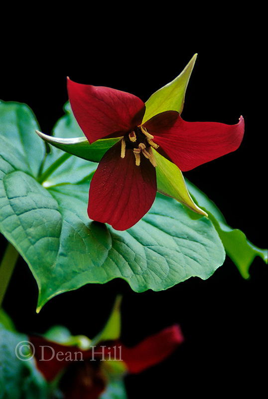 Purple Trillium image