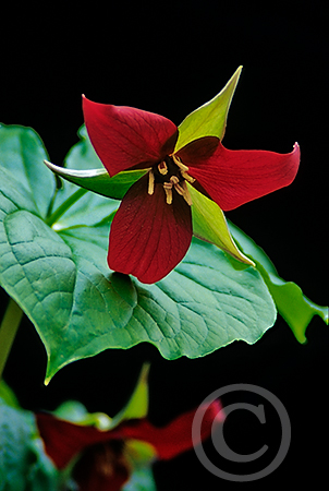 Purple Trillium image