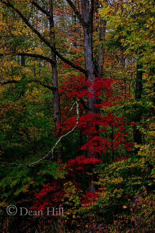 Red Tree image