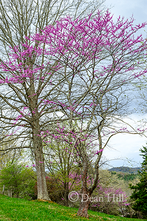 Redbud Mosaic image