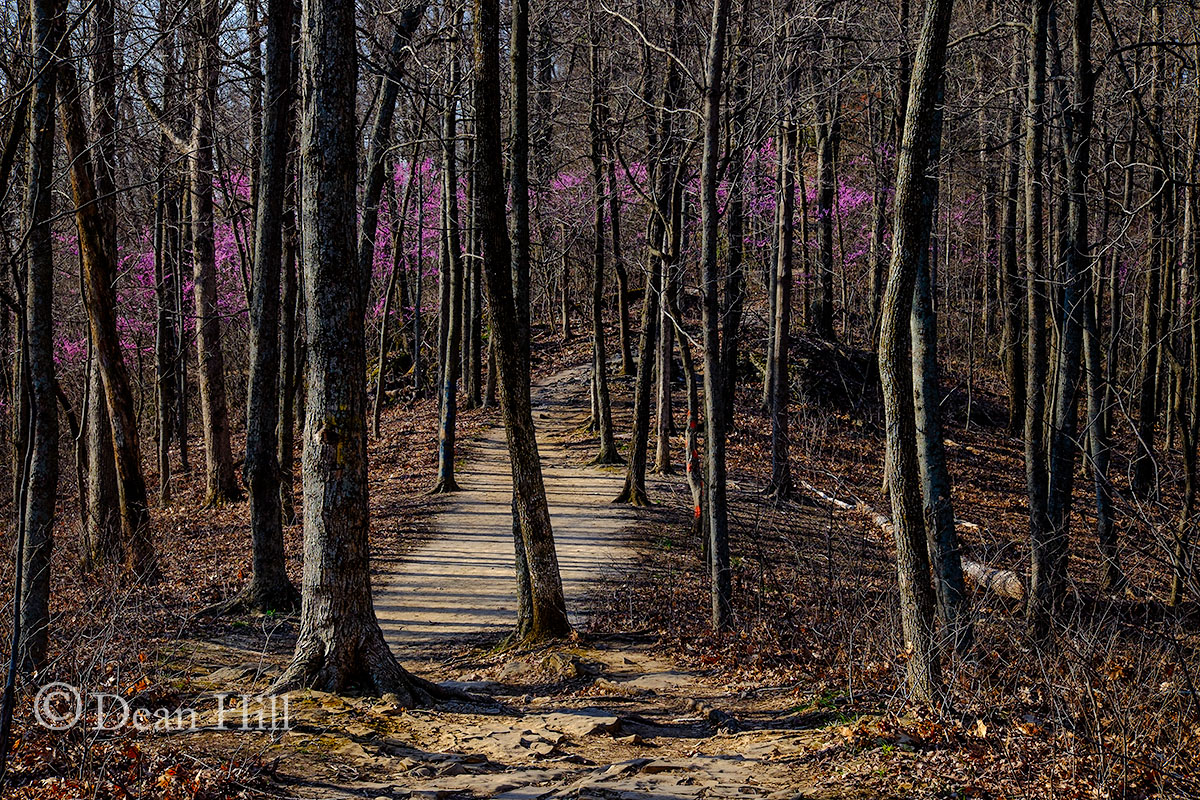 Redbud Trace image