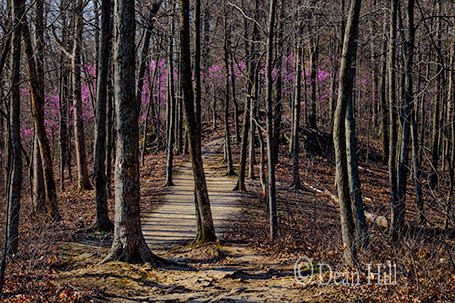 Redbud Trace image