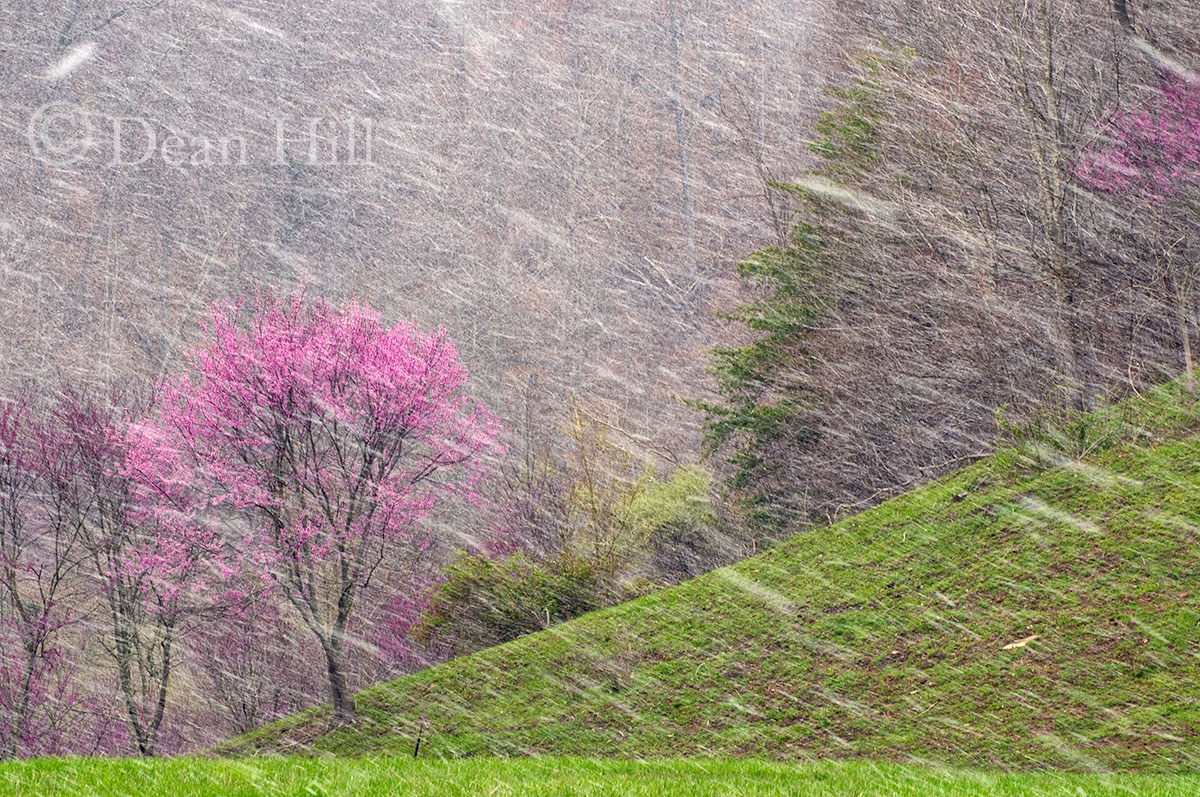 Redbud Winter image