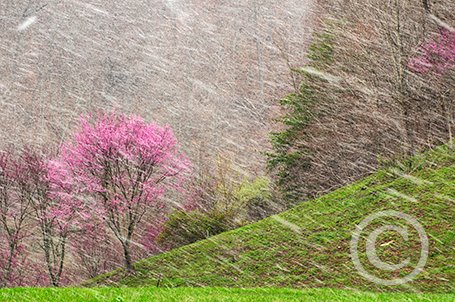 Redbud Winter image