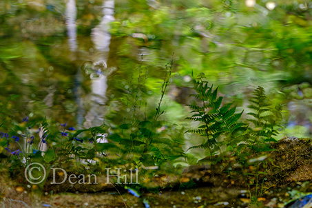 Reflection on an Unknown Stream image