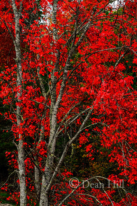 Scarlet image