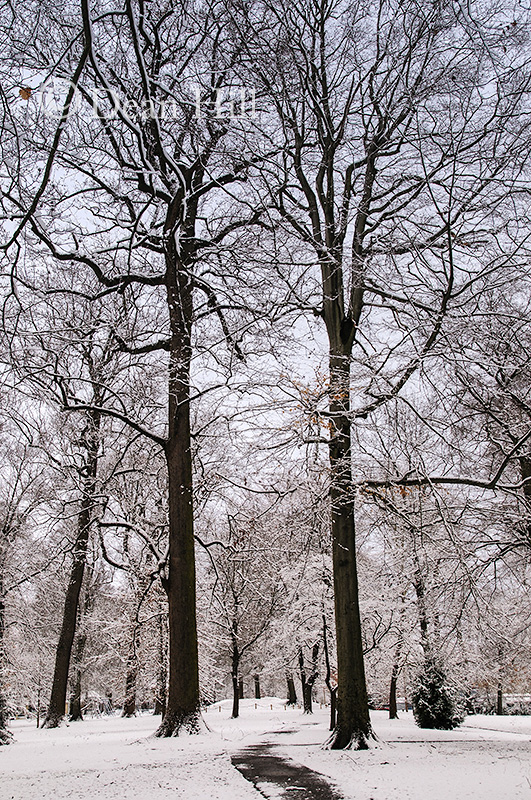 Silent Walk image