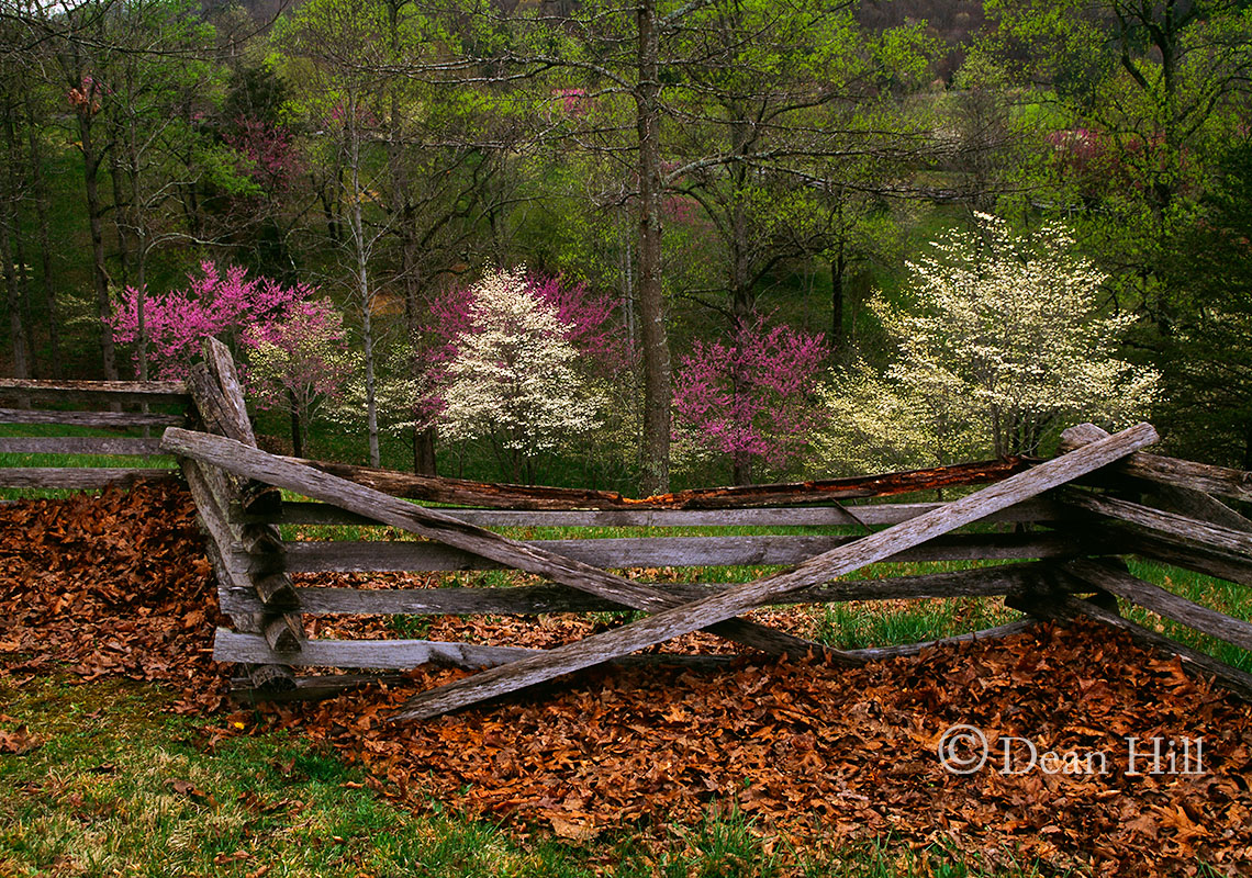 Spring Across the Fence image