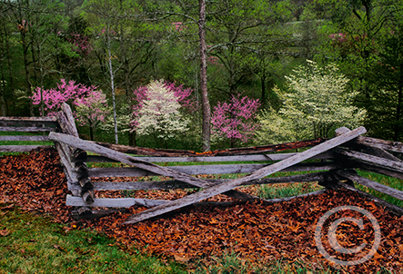 Spring Across the Fence image