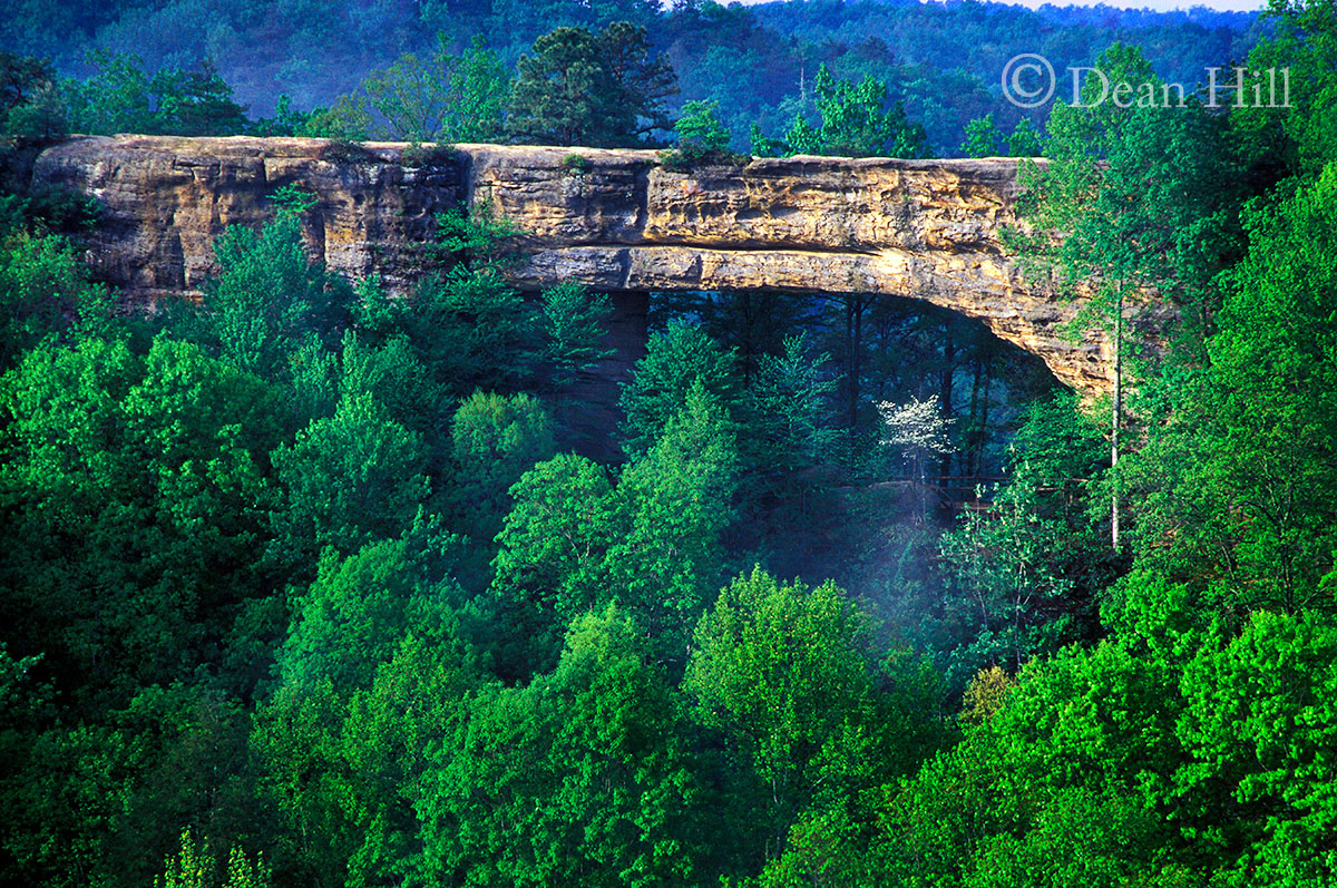 Spring at Natural Bridge image