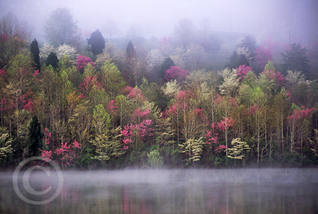 Spring on Paintsville Lake image