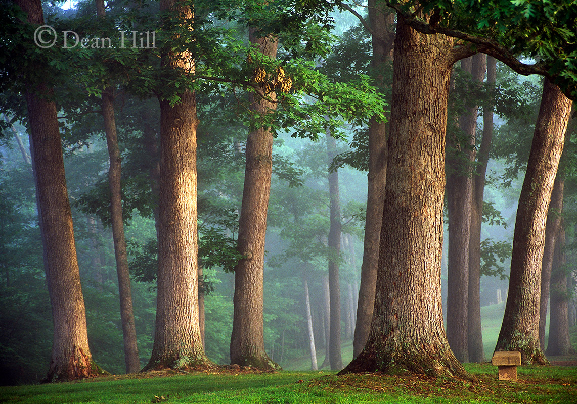 To Sit Among Giants image