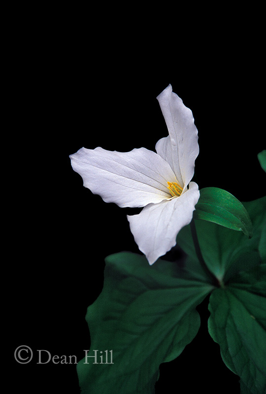 White Trillium image