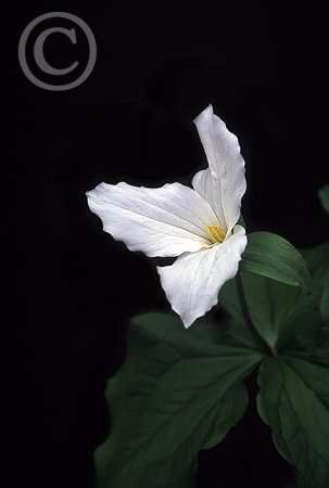 White Trillium image